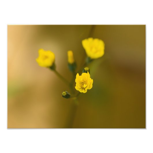Impression Photo Fleurs (Devant)
