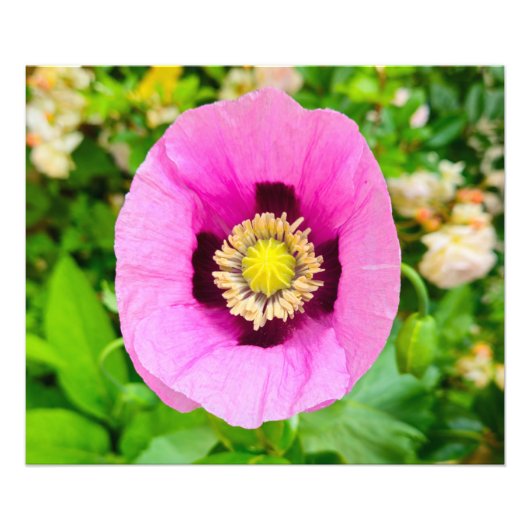 Impression Photo Fleurs (Devant)
