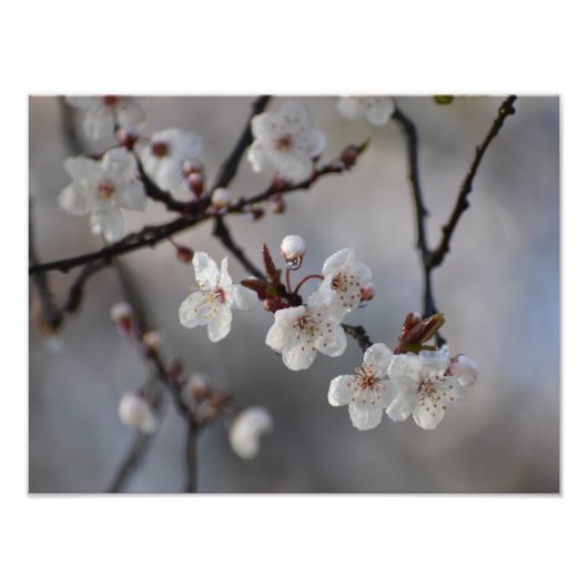 Impression Photo Fleurs (Devant)