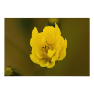 Impression Photo Fleurs