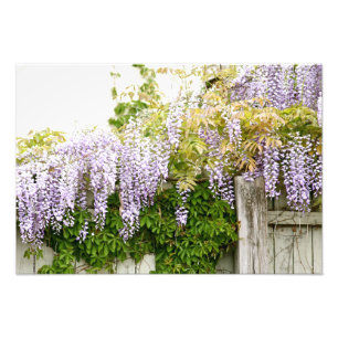 Impression Photo Fleurs 3 de glycines
