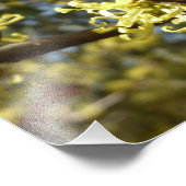 Impression Photo Fleurs à puces de sorcière (Coin)