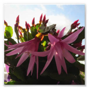 Impression Photo Fleurs assez roses de cactus de Pâques