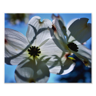 Impression Photo fleurs blanches