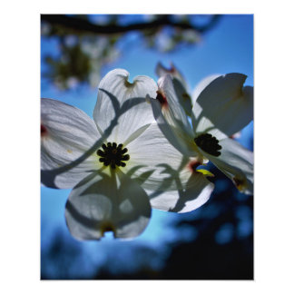 Impression Photo fleurs blanches