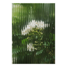 Fleurs blanches abstraites à travers un verre cann