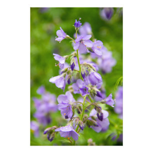Impression Photo Fleurs bleues délicates sur un champ vert au print