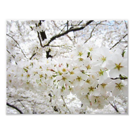 Impression Photo Fleurs cerises 12 Imprimer (Devant)