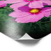 Impression Photo Fleurs Cosmos Roses 8x10 (Coin)