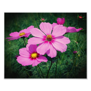 Impression Photo Fleurs Cosmos Roses 8x10