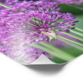 Impression Photo Fleurs d'allium pourpre (Coin)
