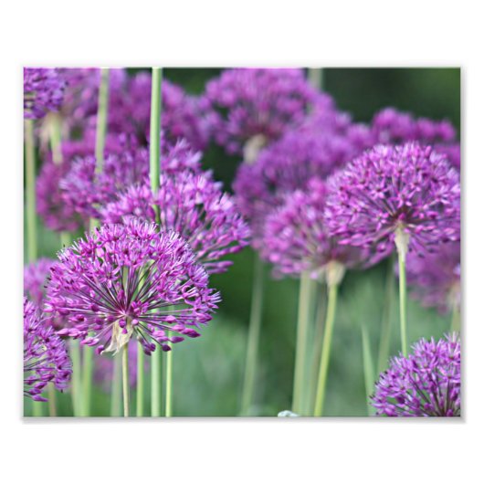 Impression Photo Fleurs d'allium pourpre (Devant)