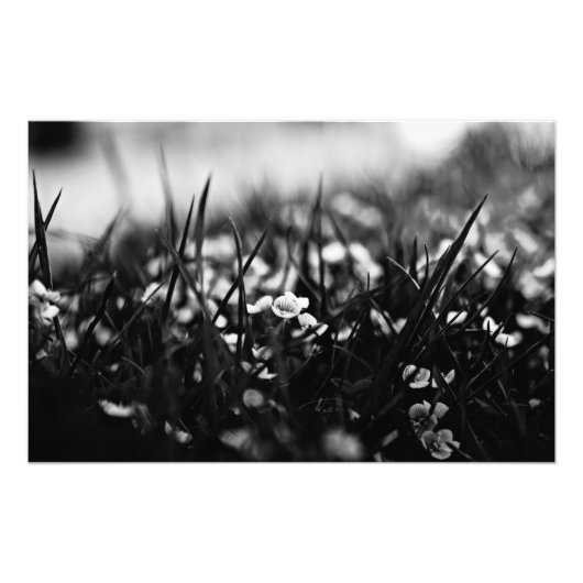 Impression Photo Fleurs dans le champ au printemps (Devant)