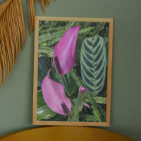 Fleurs d'anthurium rose et feuillage