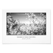 Impression Photo Fleurs d'Apple (Devant)