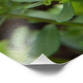 Impression Photo Fleurs d'Asters roses (Coin)