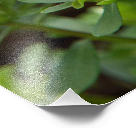 Impression Photo Fleurs d'Asters roses (Coin)