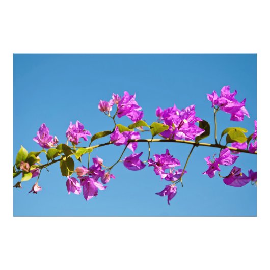 Impression Photo Fleurs de bougainvillée (Devant)