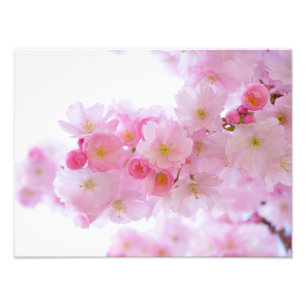 Impression Photo Fleurs de cerisier japonaises