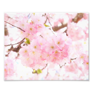 Impression Photo Fleurs de cerisier roses de Sakura d'arbre
