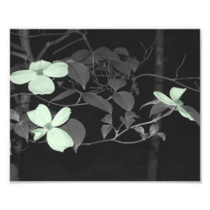 Impression Photo Fleurs de cerisiers