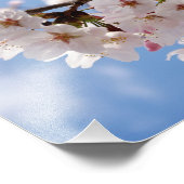 Impression Photo Fleurs de cerisiers et ciel bleu clair (Coin)