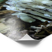 Impression Photo Fleurs de champignons blancs de tuyaux indiens (Coin)