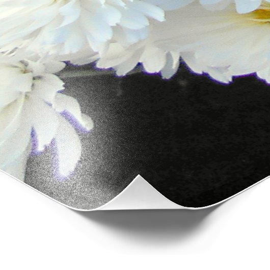 Impression Photo Fleurs de chrysanthème blanc (Coin)
