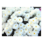 Impression Photo Fleurs de chrysanthème blanc (Devant)