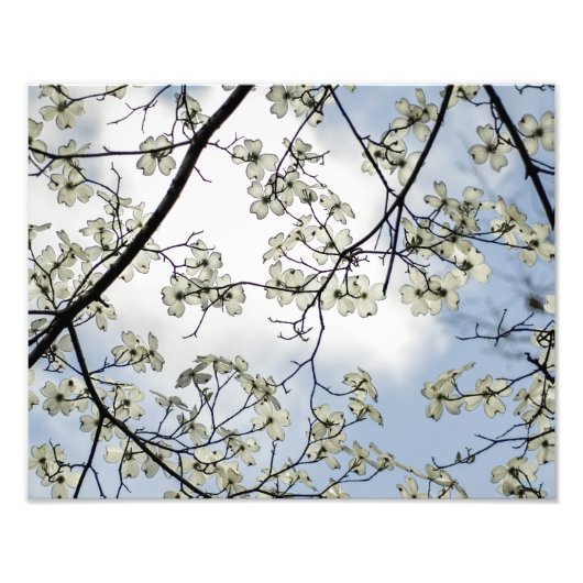 Impression Photo Fleurs de cornouiller et ciel bleu (Devant)