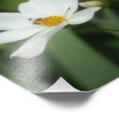 Impression Photo Fleurs De Cosmos Blanc Et Abeille De Miel 8x10 (Coin)