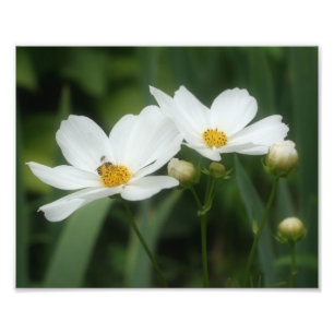 Impression Photo Fleurs De Cosmos Blanc Et Abeille De Miel 8x10