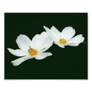 Impression Photo Fleurs De Cosmos Blanches Flottantes Et Abee 8x10
