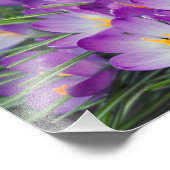 Impression Photo Fleurs de Crocus pourpres au printemps (Coin)