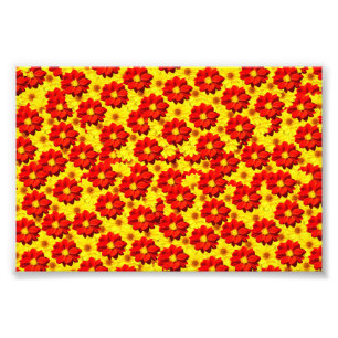 Impression Photo Fleurs de dahlia rouges et jaunes