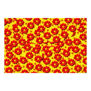 Impression Photo Fleurs de dahlia rouges et jaunes