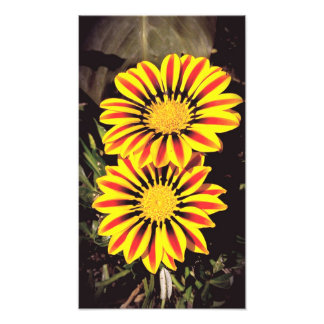 Impression Photo Fleurs de gazania en pleine floraison