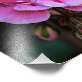 Impression photo Fleurs de géranium rose (Coin)
