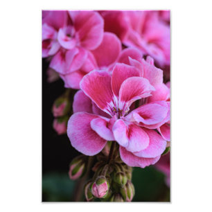 Impression photo Fleurs de géranium rose