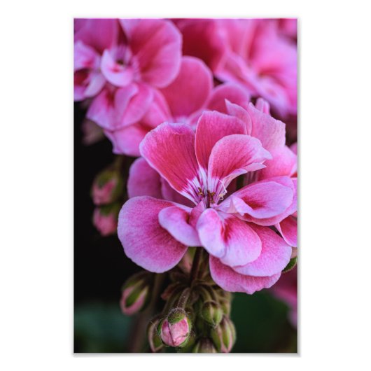 Impression photo Fleurs de géranium rose (Devant)