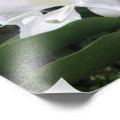 Impression Photo Fleurs de gingembre blanc (Coin)