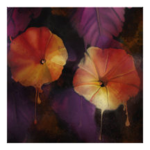 Fleurs de gloire du matin