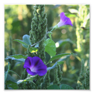 Impression Photo Fleurs de gloire violet sauvage du matin 8x8