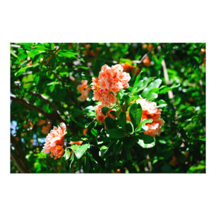 Impression Photo Fleurs de grenade froissées et feuilles vertes