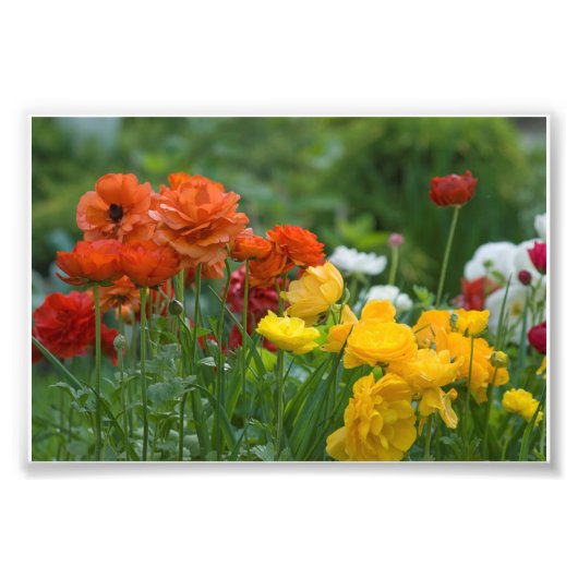 Impression Photo Fleurs de jardin (Devant)