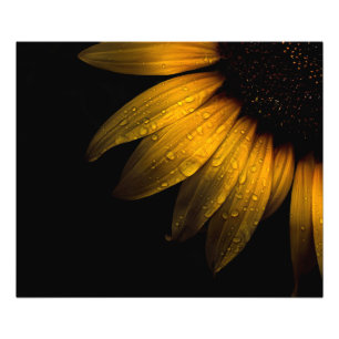Impression Photo Fleurs de jardin 28 tournesol