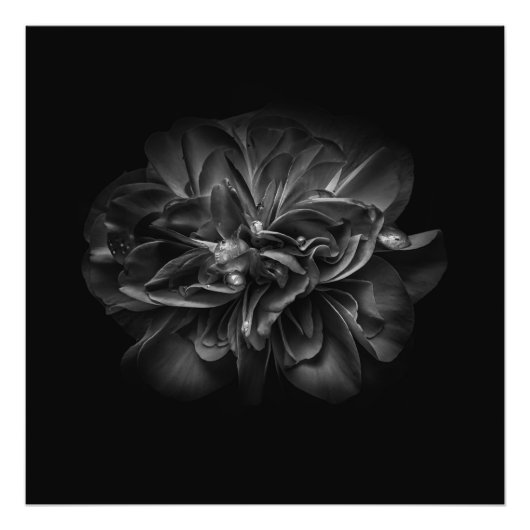 Impression Photo Fleurs De jardin En Noir Et Blanc No 67 (Devant)
