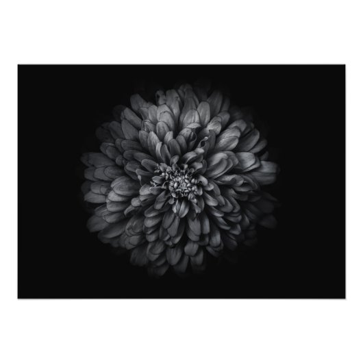 Impression Photo Fleurs De jardin En Noir Et Blanc No 68 (Devant)