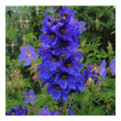 Impression Photo Fleurs de larkspur de Nuttall (Devant)