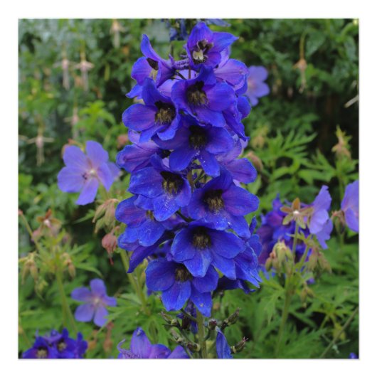 Impression Photo Fleurs de larkspur de Nuttall (Devant)